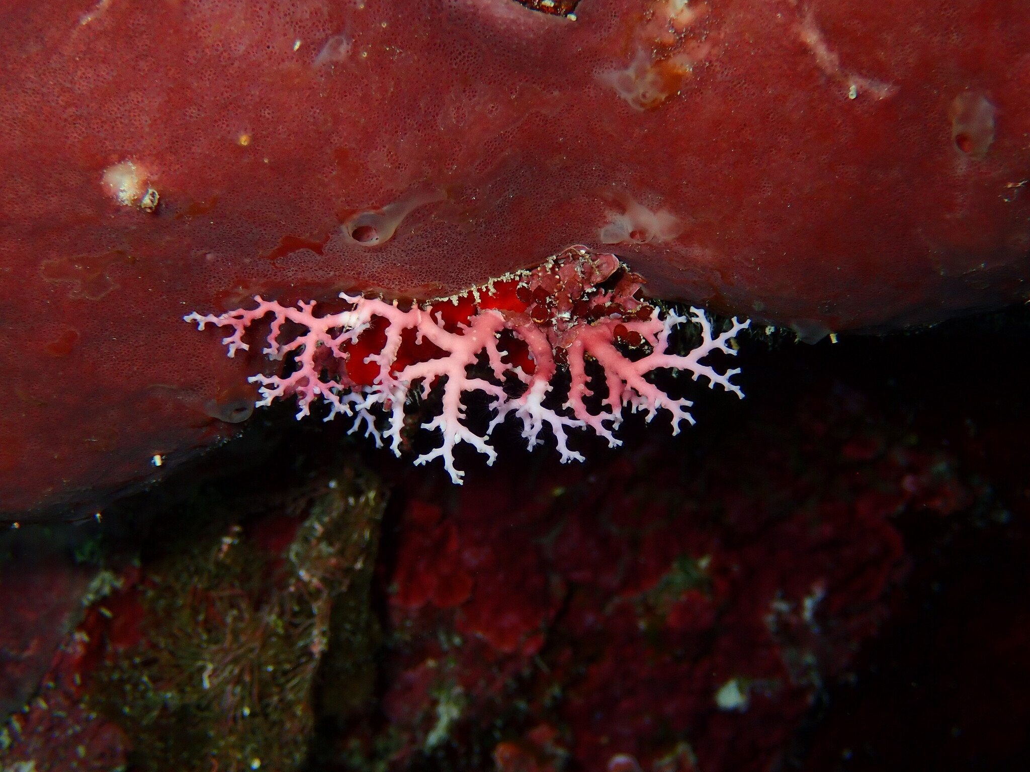 Stylaster roseus (Pallas, 1766)