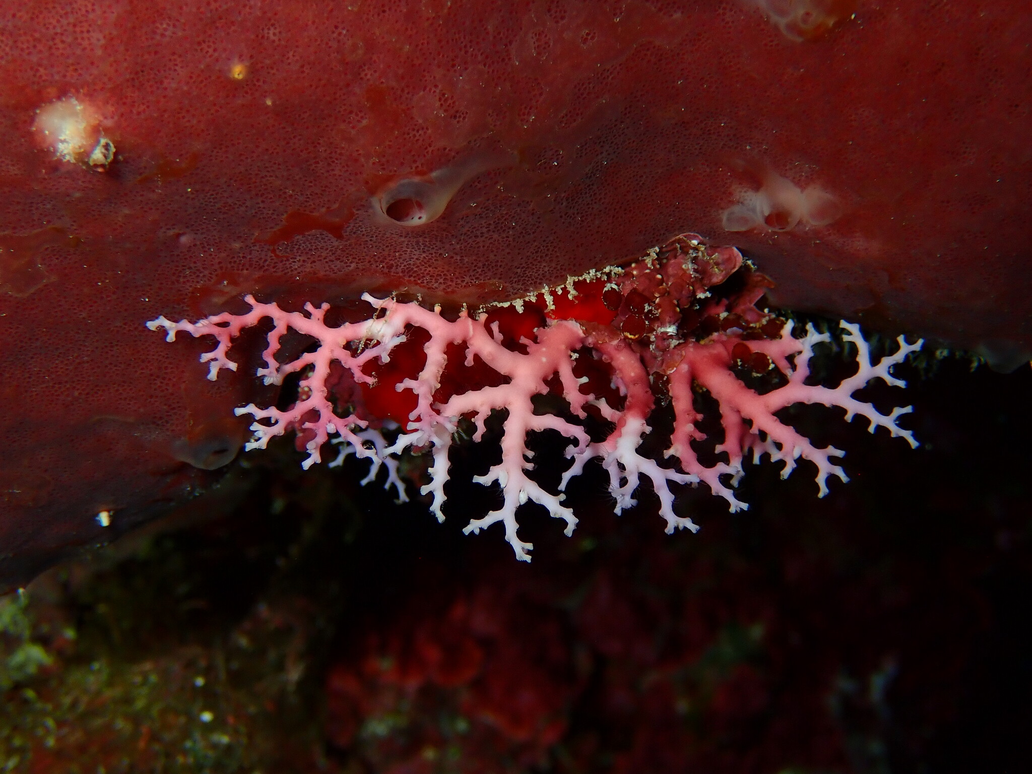 Stylaster roseus (Pallas, 1766)