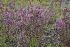 Castilleja rubra