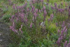 Castilleja rubra
