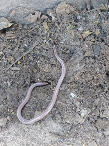 Amphisbaena borelli