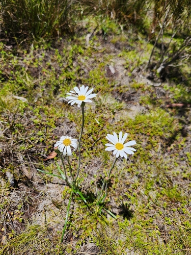 Celmisia longifolia, photograph 3