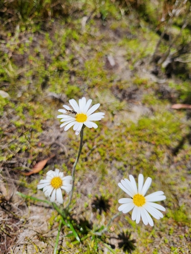 Celmisia longifolia, photograph 4