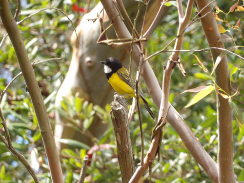 Australian Golden Whistler (Pachycephala pectoralis), photo 3