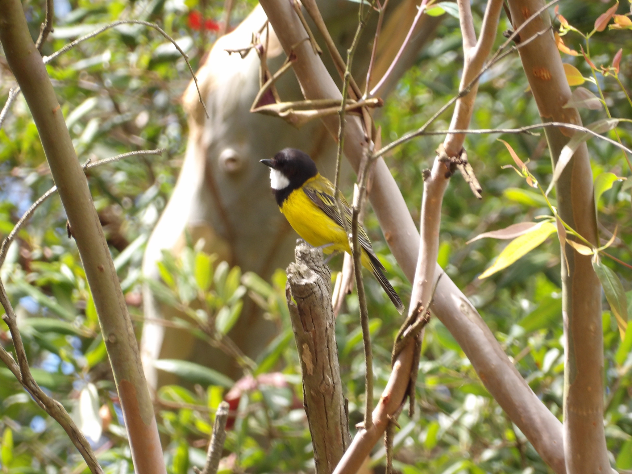 Australian Golden Whistler (Pachycephala pectoralis), photo 3