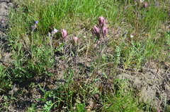 Castilleja rubra
