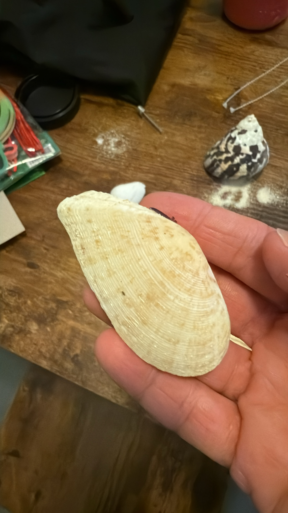 Tellinella listeri (Röding, 1798), a relative of Tellina (Tellinella) — not Tellina (Tellinella) itself