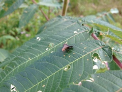 Eutreta noveboracensis