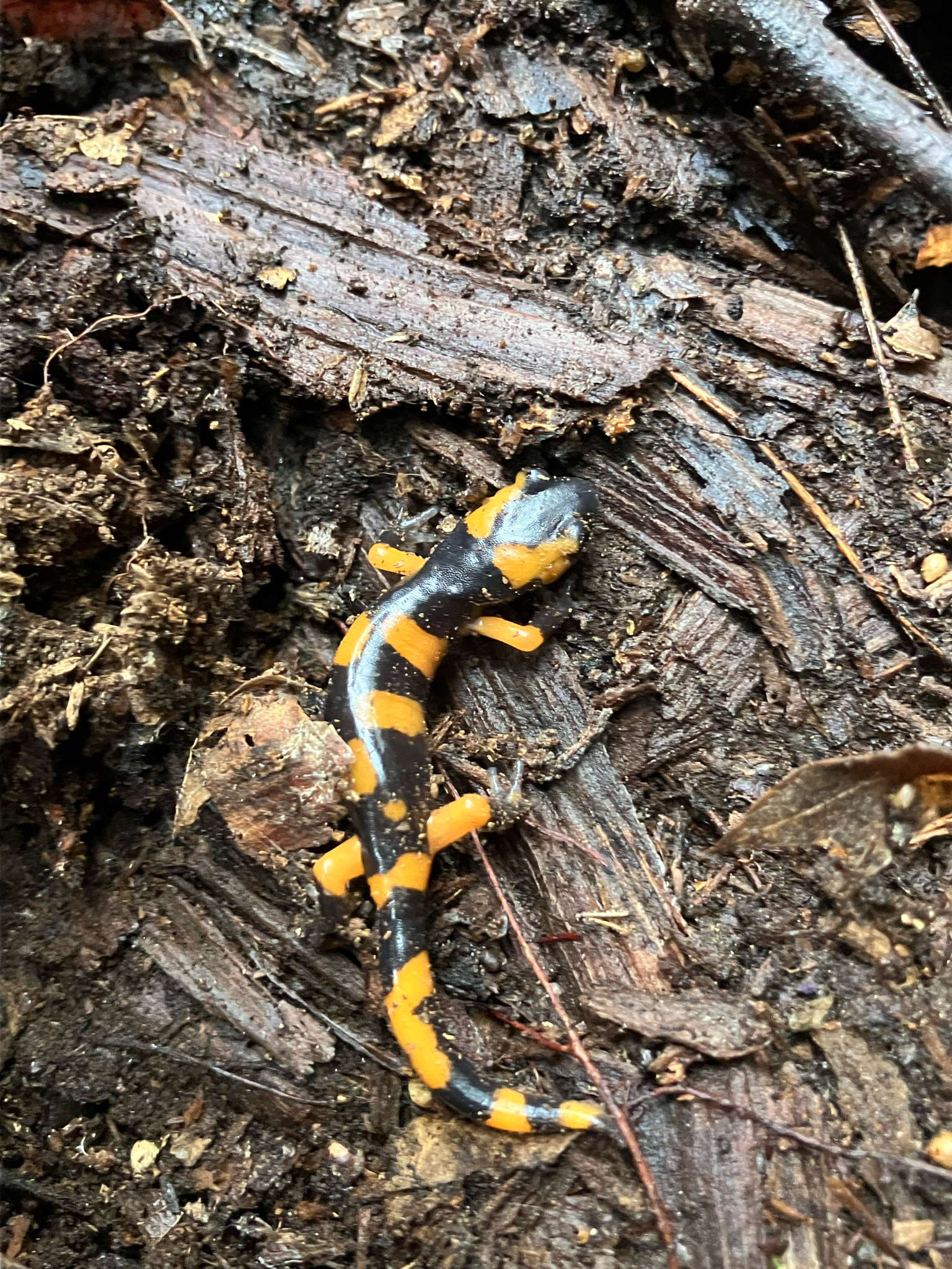 Ensatina eschscholtzii Gray, 1850