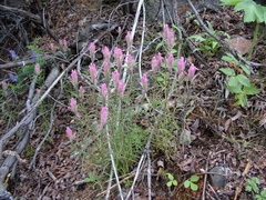 Castilleja rubra