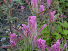 Castilleja rubra
