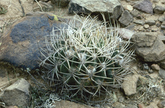 Echinopsis obrepanda