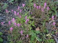Castilleja rubra