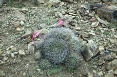 Echinopsis obrepanda