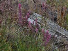 Castilleja rubra