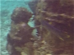 Holacanthus bermudensis