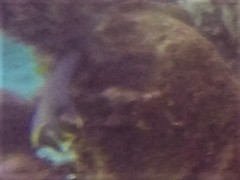 Holacanthus bermudensis