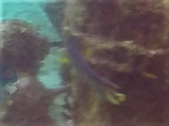 Holacanthus bermudensis