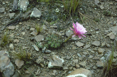 Echinopsis obrepanda