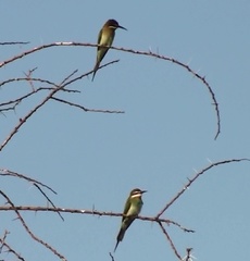 Merops superciliosus