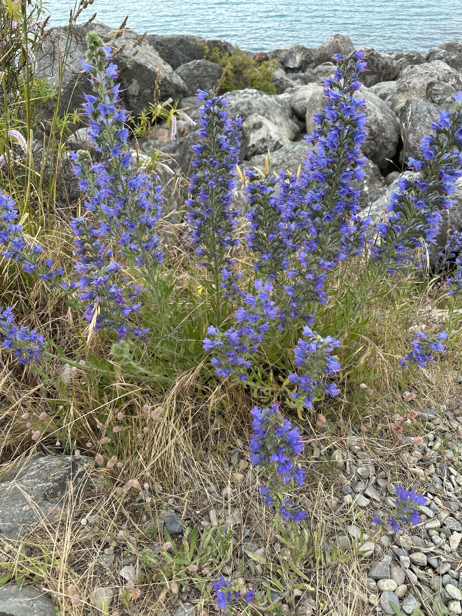 Viper's bugloss