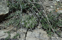 Echinopsis obrepanda