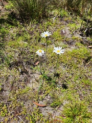 (c) Shelomi Doyle, some rights reserved (CC BY) Celmisia longifolia, photograph (c) Shelomi Doyle, some rights reserved (CC BY)