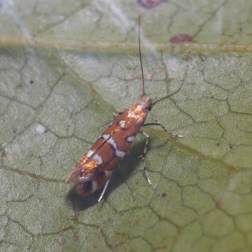 Salal Leafminer Moth