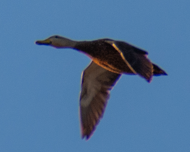 Mottled Duck in Sarasota, FL - Slide 5