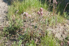 Castilleja rubra