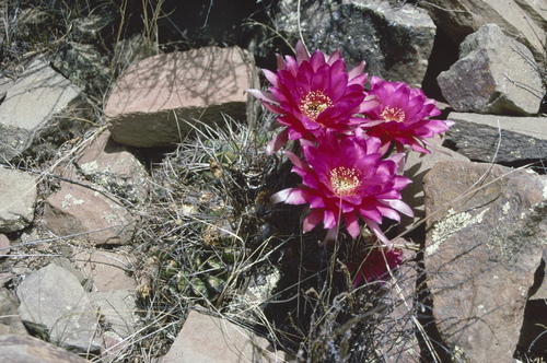Echinopsis obrepanda