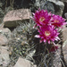 Echinopsis obrepanda - Photo (c) Martin Lowry, some rights reserved (CC BY-NC), uploaded by Martin Lowry