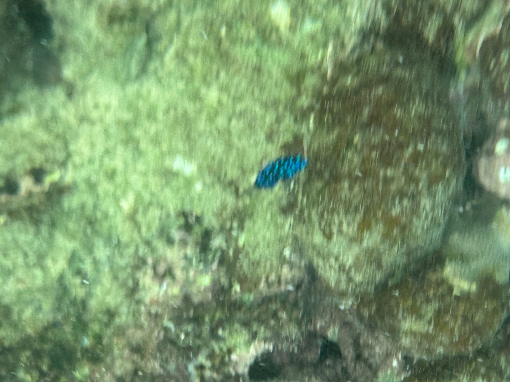Jewelfish (Microspathodon chrysurus) — Pomacentridae