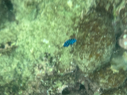 Jewelfish (Microspathodon chrysurus) — Pomacentridae