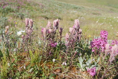 Castilleja rubra