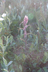 Castilleja rubra