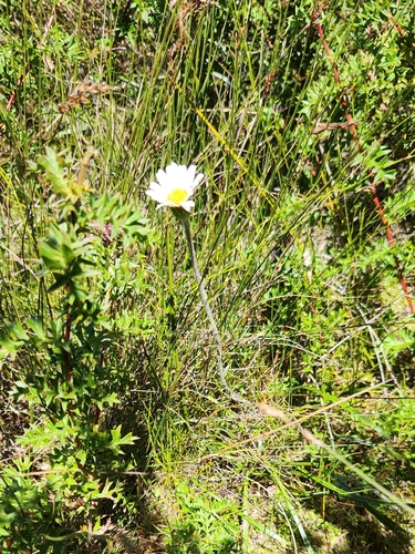 Celmisia longifolia