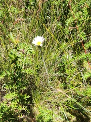Celmisia longifolia