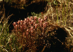 Castilleja rubra