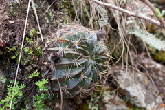 Echinopsis obrepanda