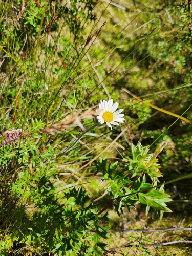Celmisia longifolia, photograph 2