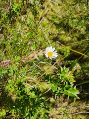 (c) Shelomi Doyle, some rights reserved (CC BY) Celmisia longifolia, photograph (c) Shelomi Doyle, some rights reserved (CC BY)
