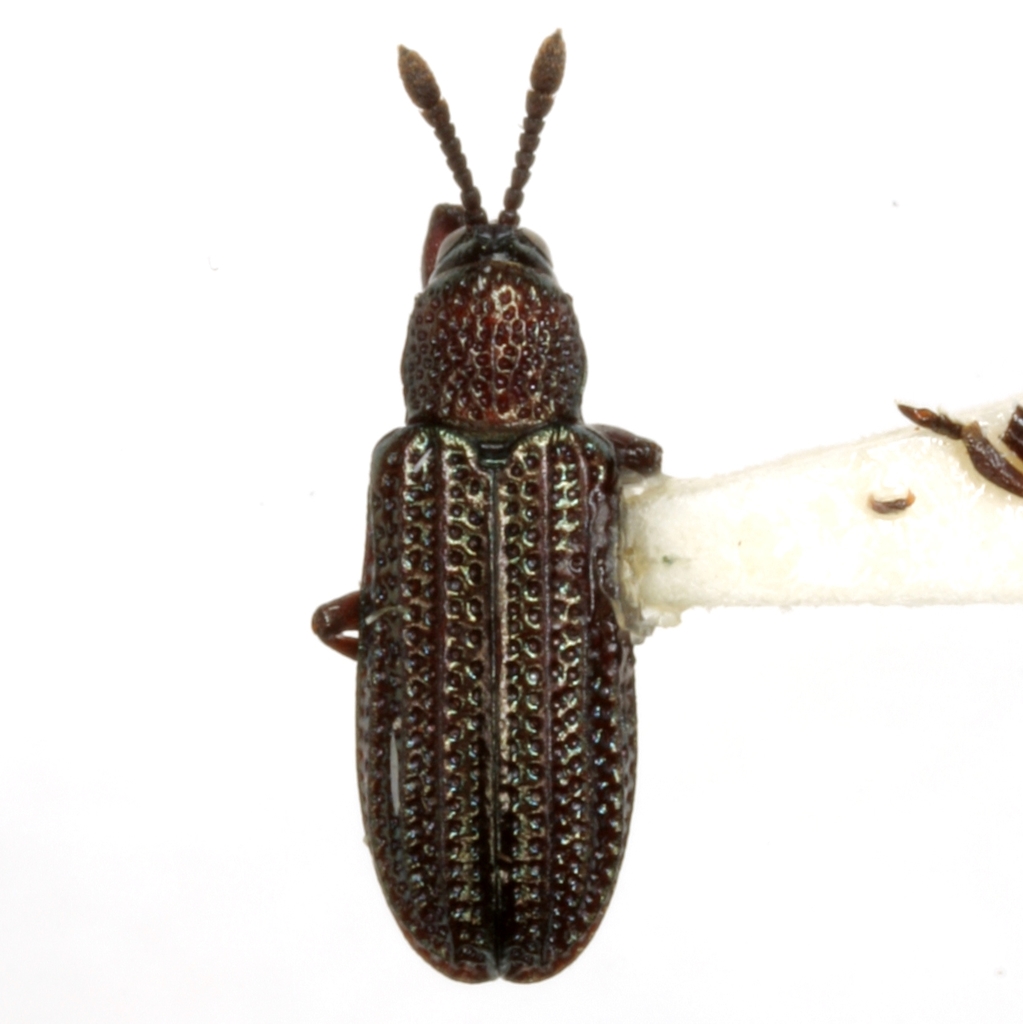 Glyphuroplata anisostenoides