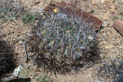 Echinopsis obrepanda