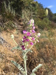 Astragalus brauntonii