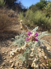 Astragalus brauntonii