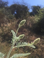 Astragalus brauntonii