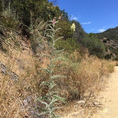 Astragalus brauntonii