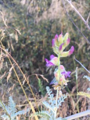 Astragalus brauntonii