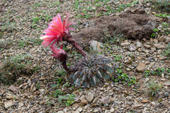 Echinopsis obrepanda